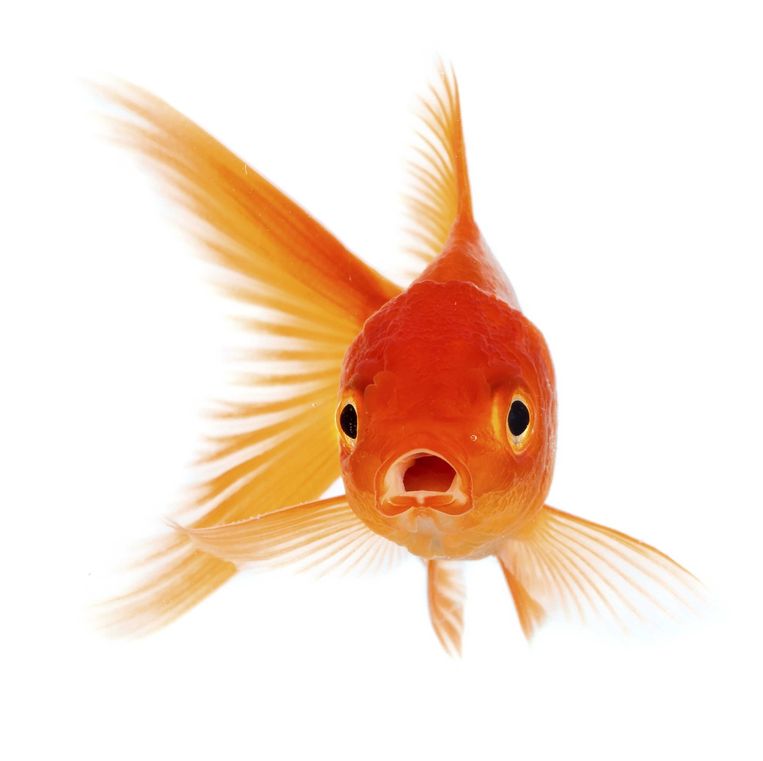 null Beeld thinkstock