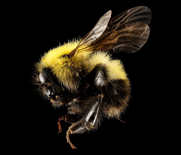 Een hommel. Beeld rv Sam Droege - USGS Bee Inventory and Monitoring Lab