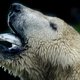 Oudste ijsbeer van Nederland overleden