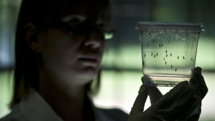 Een onderzoeker bekijkt de muggen die het virus verspreiden.