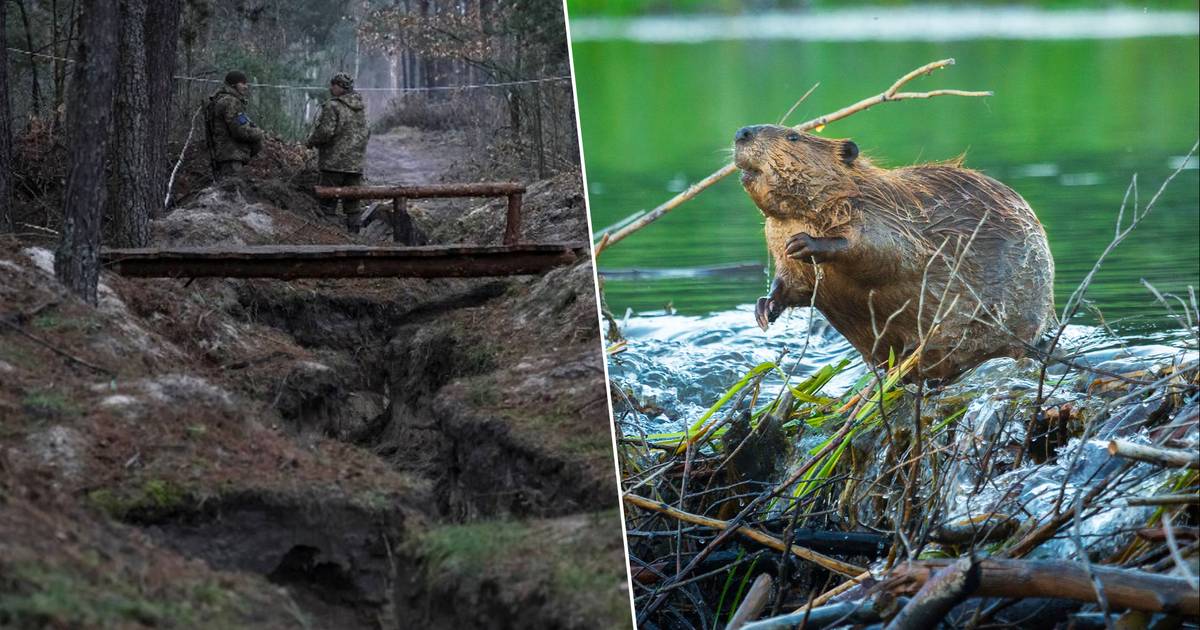 Ukraine’s army receives help from an unexpected source: beavers build dams that make the ground wet and impassable |  Ukraine and Russia war