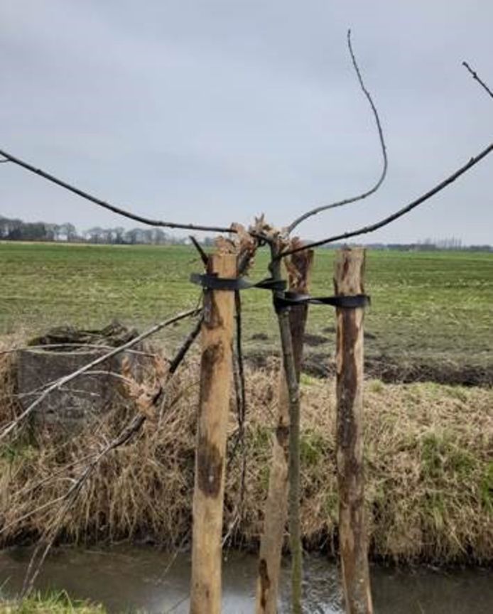 Vandalen beschadigden opnieuw enkele pas aangeplante boompjes in Essen.