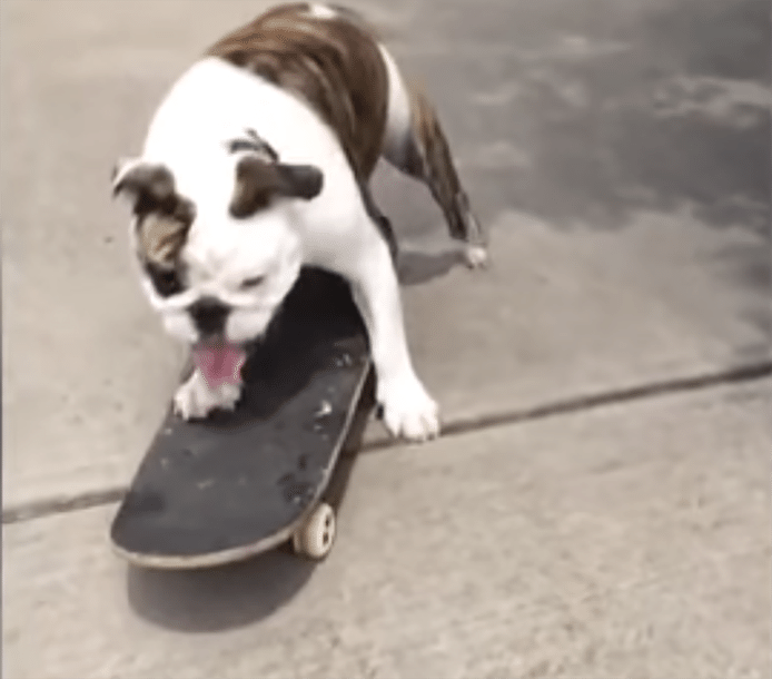 Gus op zijn skateboard.