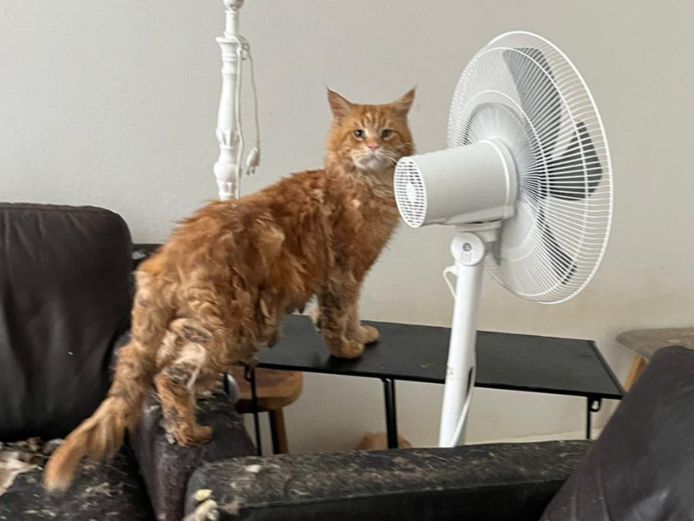 De katten hadden een vieze en vervilte vacht en zijn daarom in bewaring genomen.