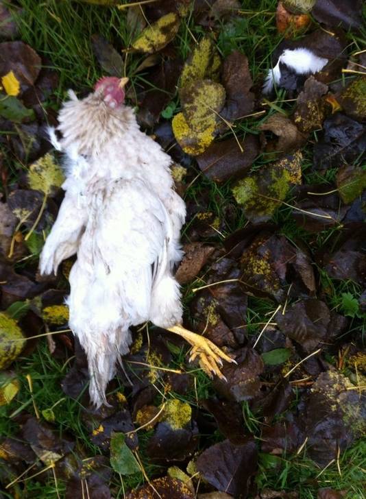 Drie kippen doodgebeten | Dordrecht | AD.nl