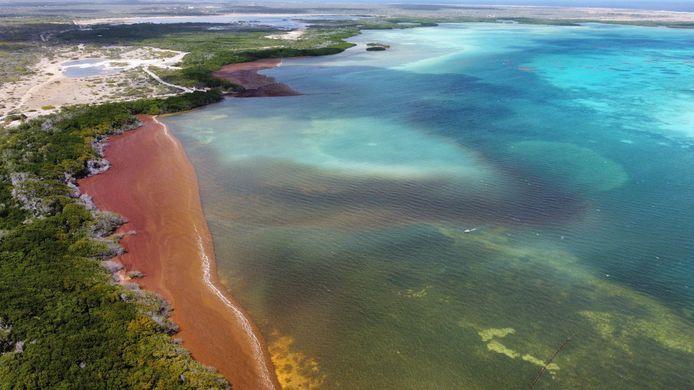 Luchtfoto van grote hoeveelheden zeewier die de baaien van Bonaire vervuilen.