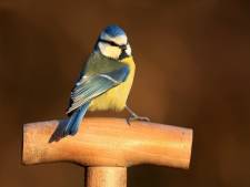 Vogels klaar, tellen maar! Dit is wat je moet weten over de Nationale Tuinvogeltelling