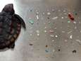 104 stukjes plastic gevonden in maag van overleden babyschildpad