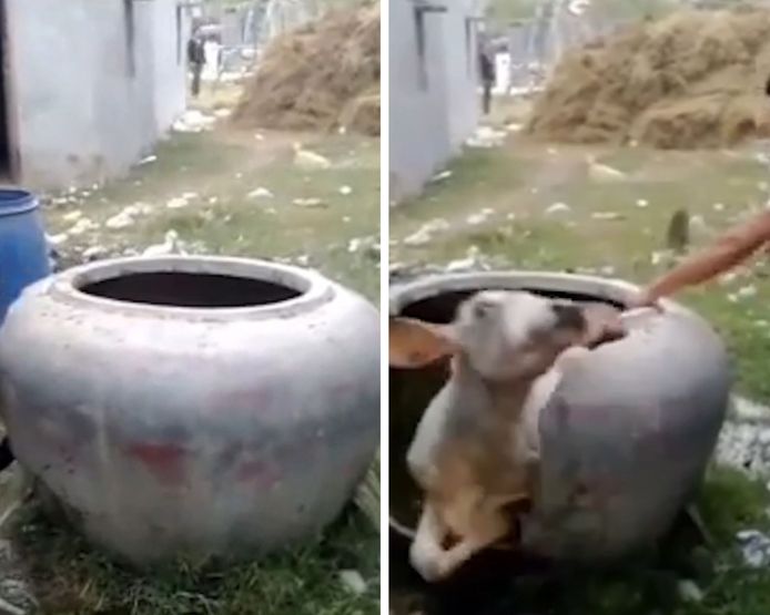 Une vache s'est retrouvée coincée à l'intérieur d'une jarre à eau à Kandal, au Cambodge.
