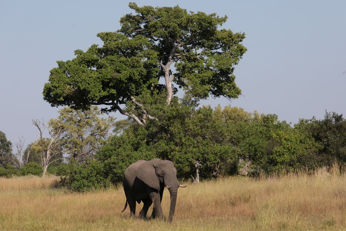 Een jonge olifantenstier in de Okavangodelta in Botswana.
