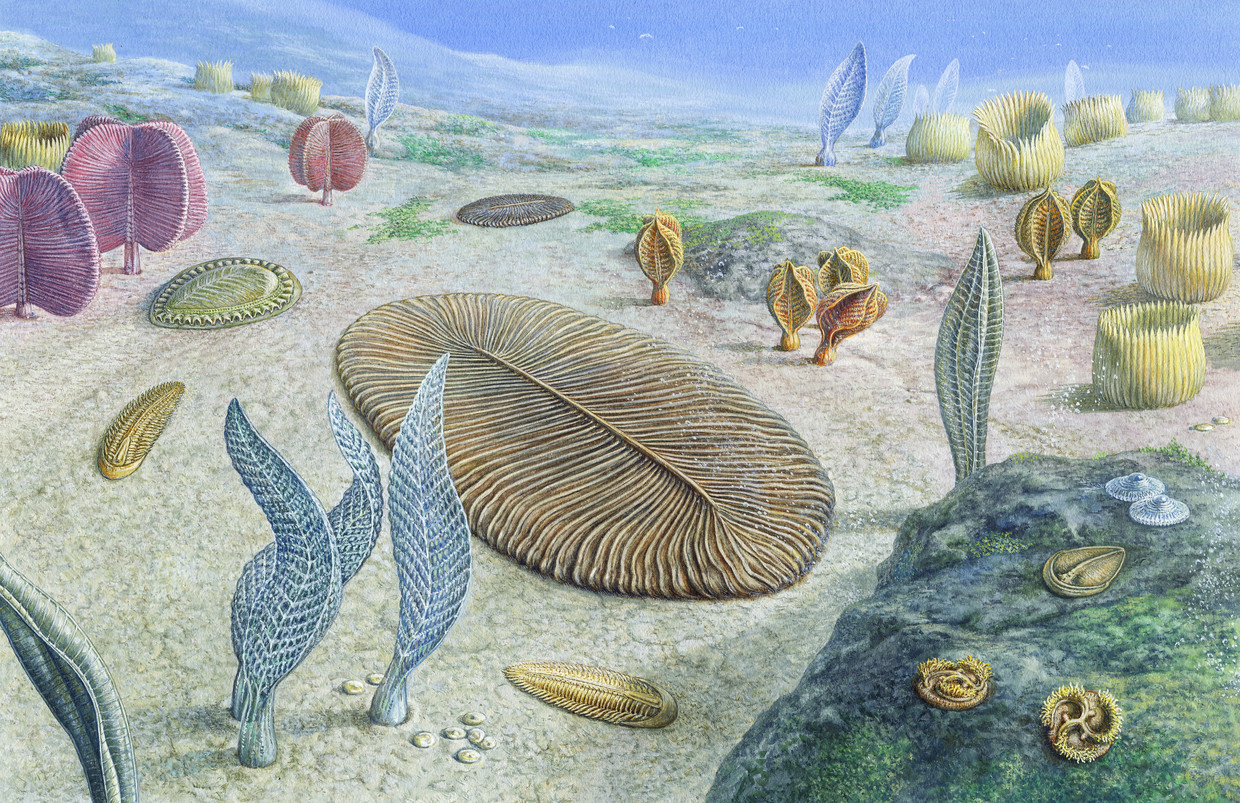 De Dickinsonia is uiteindelijk in een apart gecreëerde diergroep ondergebracht.  Beeld ANP / Science Photo Library