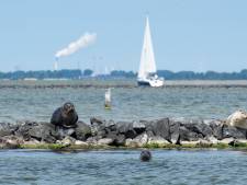 Doodziek Grevelingenmeer? ‘Mosselvissers waarschuwden al voor dit fiasco van de bovenste plank’
