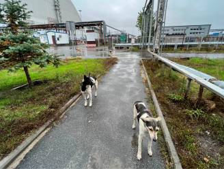 Kunnen de honden van Tsjernobyl ons nieuwe trucs leren om nucleaire rampen te overleven?
