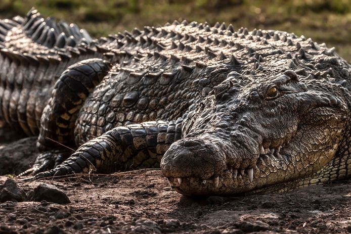 African alligator in its natural habitat of Botswana in Africa; Shutterstock ID 1948794340; purchase_order: HLN; job: HLN; client: HLN; other: