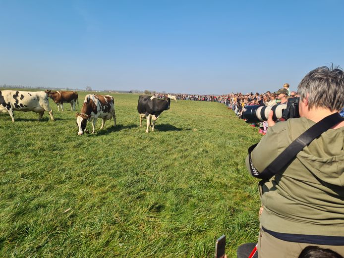 Even huppelen, en dan lonkt het gras.