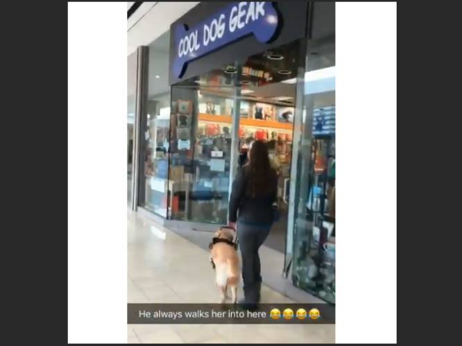 VIDEO: Snuggere blindengeleidehond begeleidt zijn baasje altijd recht de hondenwinkel binnen