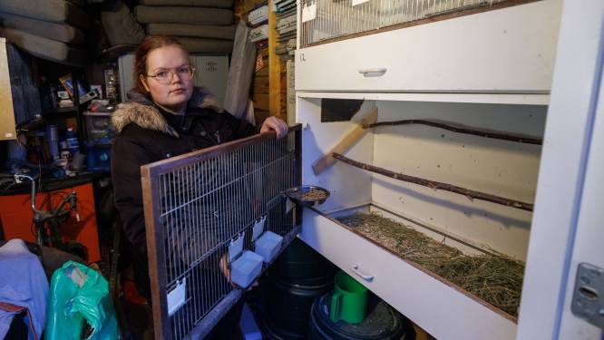 Parkieten van Kristy uit Kampen zijn gevlogen: ‘Mijn zebravin­ken zijn al gewurgd’