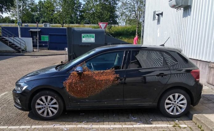 Bijen nemen een auto over in Rotterdam Prins-Alexander