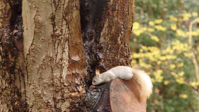 Uiterst zeldzame witte eekhoorn gefilmd in Bazel