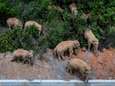Ontsnapte olifanten laten spoor van vernieling achter in China: al bijna miljoen euro schade op tocht van 500 km
