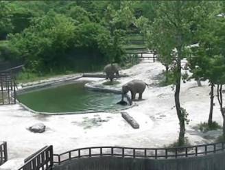 Wanneer jong in water valt, dwingen olifanten respect af met deze kunstgreep