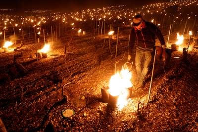 IN BEELD. Duizenden vuurkorven beschermen Franse wijnstokken tegen de koude