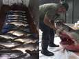 Gigantische witte haai met 14 jongen raakt verstrikt in vissersnet in Taiwan 
