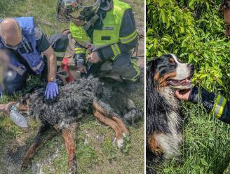 Pompiers redden leven van hond die achterbleef in brandend huis