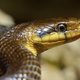 Slangen veroorzaken opschudding in Londen