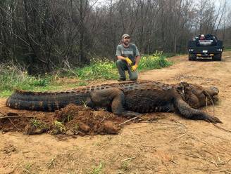 Gigantische alligator van 320 kg blijkt wel degelijk écht