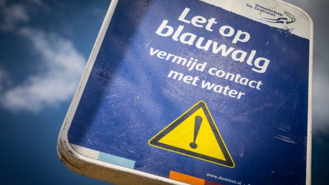 Blauwalg steekt de kop weer op: Urk heeft primeur in Flevoland