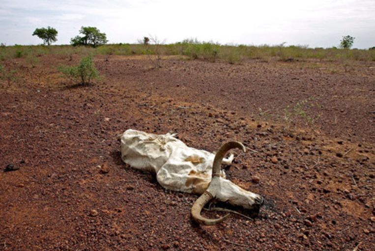 Een dode stier ligt op een droge vlakte in Mali. Terwijl milieuexperts in Thailand steggelen over punten en komma's van een nieuw VN-klimaatakkoord, gaat de verwoestijning van de Sahel in Noord-Afrika onverminderd door als gevolg van de stijgende temperatuur. (EPA) Beeld 