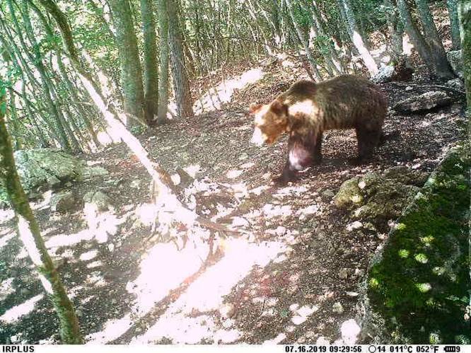 Italië maakt jacht op bruine beer na geniale ontsnapping over elektrisch hek