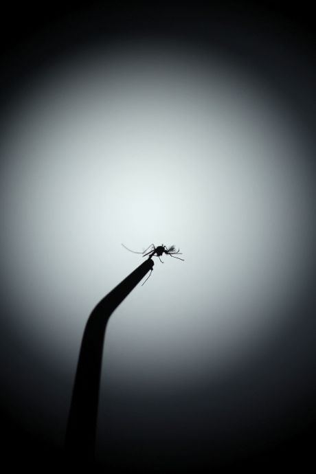 “Nous sommes face à une situation inédite”: record de cas importés de dengue en France, avant même le début des JO