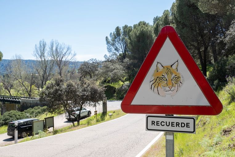 In het nationaal park Sierra de Andújar staan waarschuwingsborden die automobilisten attenderen op overstekende lynxen. De voornaamste doodsoorzaak bij lynxen is een aanrijding. Beeld Eline van Nes