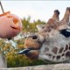 Babygiraf overleden bij geboorte in Bellewaerde Park