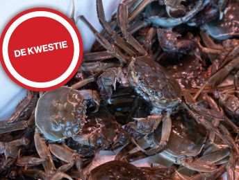 Amersfoort in tweestrijd over lot levende krabben en kreeften op de markt: ‘Stop met deze wreedheden’
