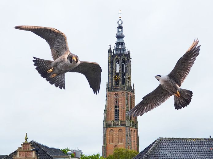 OLV-toren met slechtvalken Joris (rechts) en Sofie (links). Fotomontage AD.