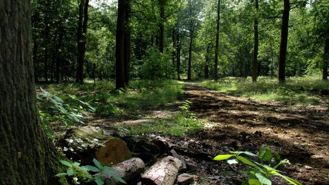 Utrechtse Heuvelrug verkoopt Mollebos in Driebergen aan Den Treek-Henschoten