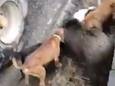 La vidéo du "massacre" du sanglier a été publiée sur un groupe Facebook public. Les internautes affirment que ce n'est pas un fait isolé, contrairement au bourgmestre