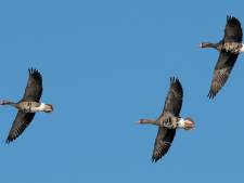Wie stopt de duizenden ganzen die de oevers van het Veluwemeer terroriseren? 