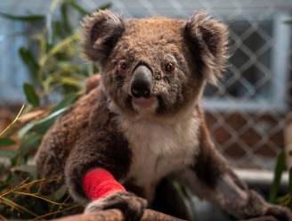 Koala’s nu bedreigde diersoort in Australië door “droogte, bosbranden en verstedelijking”