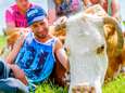 Knuffelkoe Lely is 20 jaar oud en dat is zeker een feestje waard: ‘Het is hier een beestenboel’