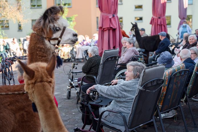 C'est une sacrée expérience pour les animaux, aussi.