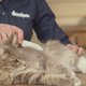 Vlooien of teken in de vacht van je hond of kat? Zo maak je er komaf mee