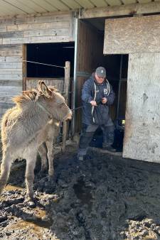 Le sauvetage de plus de 60 animaux tourne mal à Anvers: “ Il lui a assené un coup de poing”