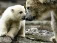 IJsberen krijgen minder jongen en zijn magerder door smeltend ijs