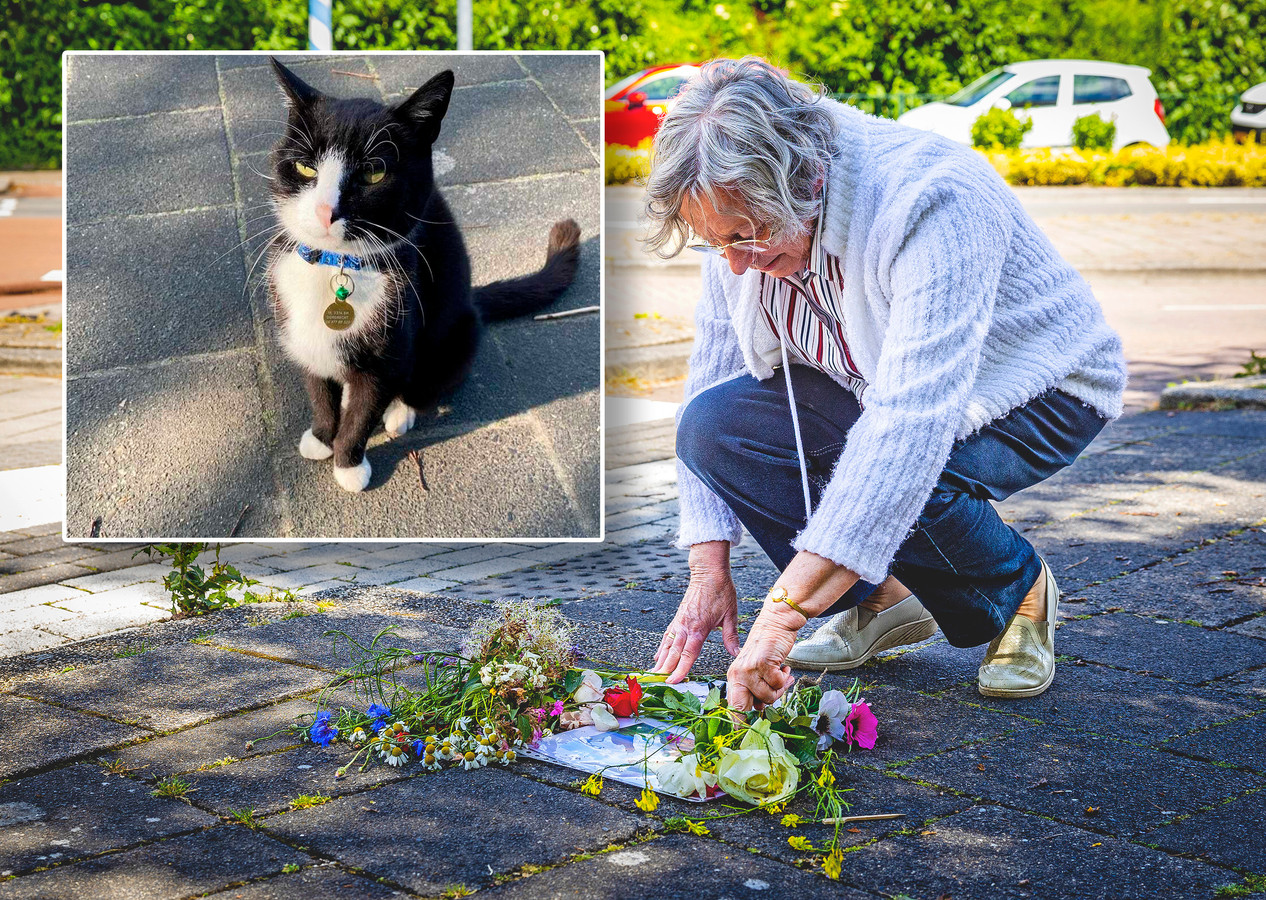 Op de plek waar kat Vosh vaak zat hebben buurtbewoners bloemen neergelegd.