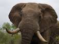 Stroper “gedood door olifant en opgegeten door leeuwen” in Zuid-Afrika