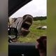 Een zingende zebra
